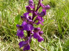 Anacamptis morio (Poir.) R.M. Bateman, Pridgeon & M.W. Chase