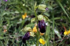 Ophrys fusca subsp. lucana (P. Delforge, Devillers-Tersch. & Devillers) Kreutz