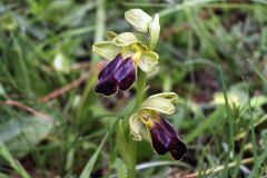 Ophrys fusca subsp. lucana (P. Delforge, Devillers-Tersch. & Devillers) Kreutz