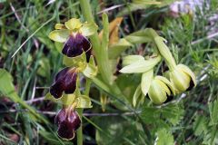 Ophrys fusca subsp. lucana (P. Delforge, Devillers-Tersch. & Devillers) Kreutz