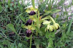 Ophrys fusca subsp. lucana (P. Delforge, Devillers-Tersch. & Devillers) Kreutz