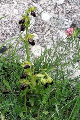 Ophrys fusca subsp. lucana (P. Delforge, Devillers-Tersch. & Devillers) Kreutz