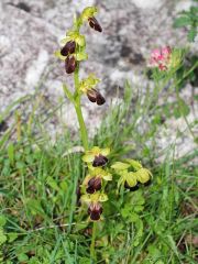 Ophrys fusca subsp. lucana (P. Delforge, Devillers-Tersch. & Devillers) Kreutz