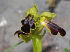 Ophrys fusca subsp. lucana (P. Delforge, Devillers-Tersch. & Devillers) Kreutz