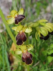 Ophrys fusca subsp. lucana (P. Delforge, Devillers-Tersch. & Devillers) Kreutz