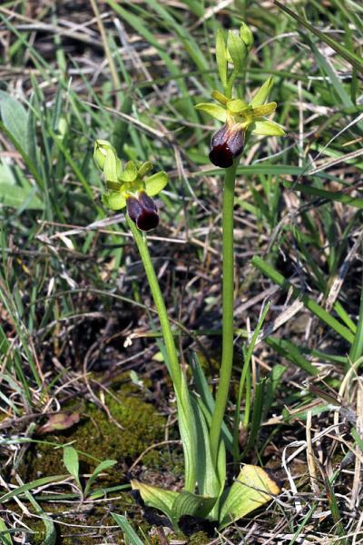 Ophrys fusca subsp. funerea (Viv.) Arcang.