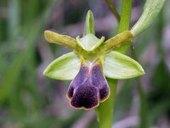 Ophrys fusca subsp. funerea (Viv.) Arcang.