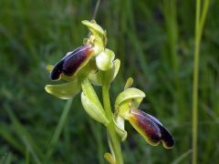 Ophrys fusca subsp. funerea (Viv.) Arcang.