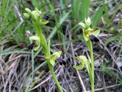 Ophrys fusca subsp. funerea (Viv.) Arcang.