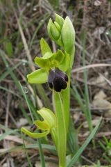 Ophrys fusca subsp. funerea (Viv.) Arcang.