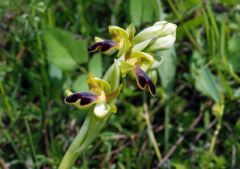 Ophrys fusca subsp. funerea (Viv.) Arcang.