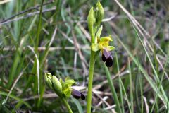 Ophrys fusca subsp. funerea (Viv.) Arcang.