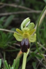 Ophrys fusca subsp. funerea (Viv.) Arcang.