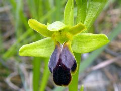 Ophrys fusca subsp. funerea (Viv.) Arcang.