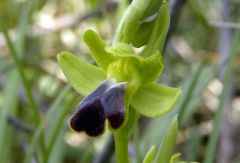 Ophrys fusca subsp. funerea (Viv.) Arcang.