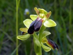 Ophrys fusca subsp. funerea (Viv.) Arcang.