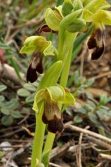 Ophrys fusca subsp. fusca Link