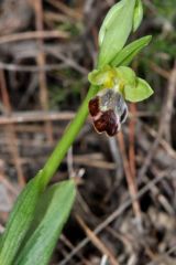 Ophrys fusca subsp. fusca Link