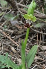 Ophrys fusca subsp. fusca Link