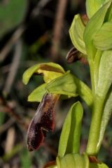 Ophrys fusca subsp. fusca Link