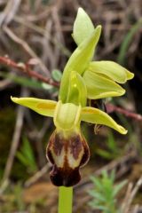 Ophrys fusca subsp. fusca Link