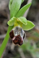 Ophrys fusca subsp. fusca Link