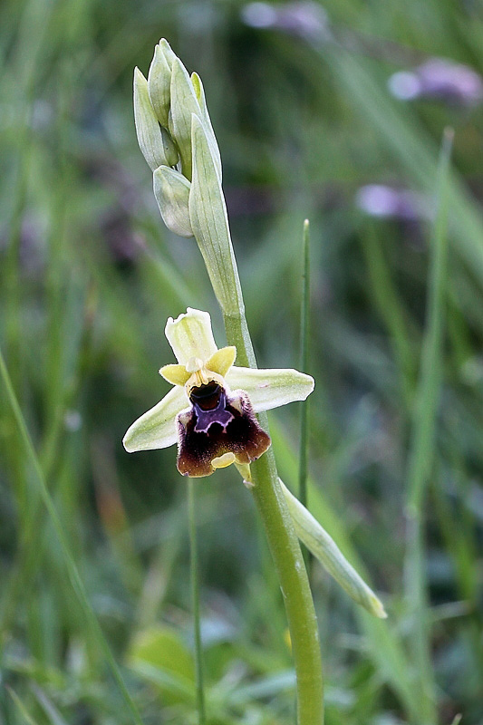 Ophrys holosericea subsp. posidonia (P. Delforge) Kreutz