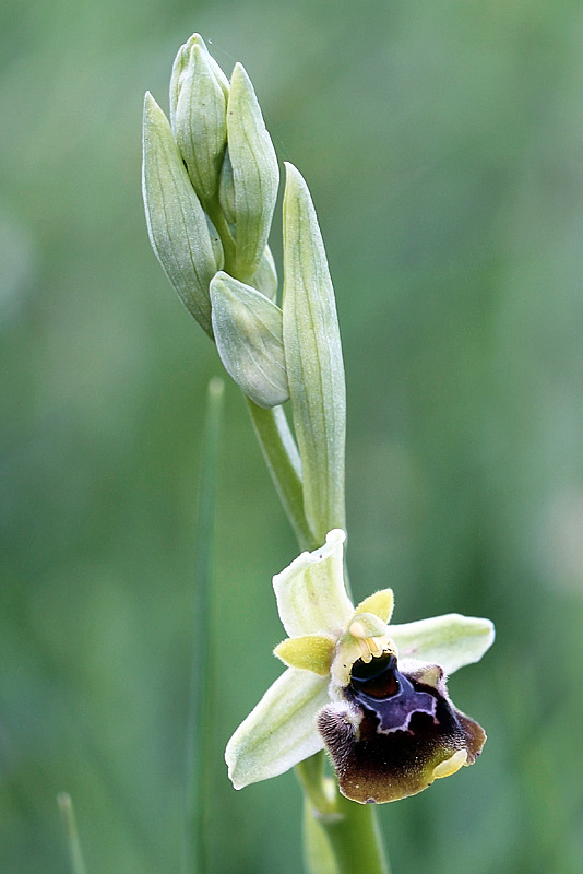 Ophrys holosericea subsp. posidonia (P. Delforge) Kreutz