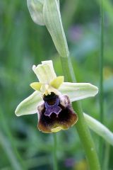 Ophrys holosericea subsp. posidonia (P. Delforge) Kreutz