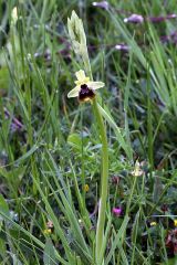 Ophrys holosericea subsp. posidonia (P. Delforge) Kreutz