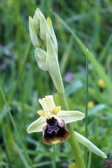 Ophrys holosericea subsp. posidonia (P. Delforge) Kreutz