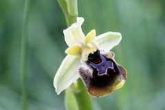 Ophrys holosericea subsp. posidonia (P. Delforge) Kreutz