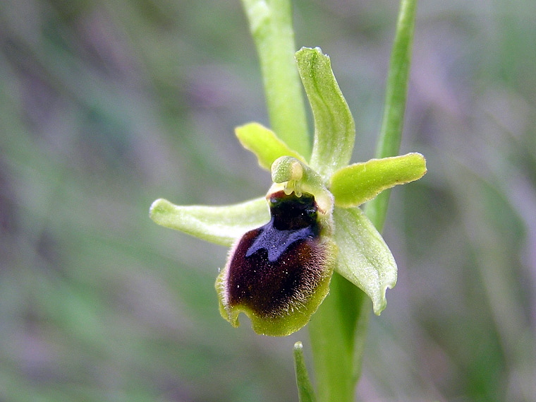 Ophrys araneola subsp. araneola Rchb.