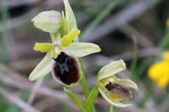 Ophrys araneola subsp. araneola Rchb.