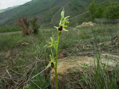 Ophrys araneola subsp. araneola Rchb.