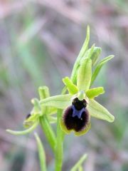 Ophrys araneola subsp. araneola Rchb.