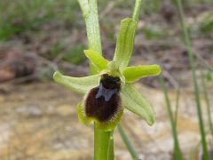 Ophrys araneola subsp. araneola Rchb.