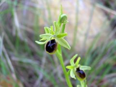 Ophrys araneola subsp. araneola Rchb.