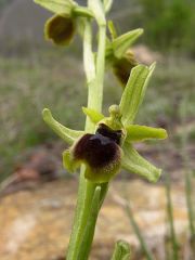 Ophrys araneola subsp. araneola Rchb.