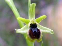 Ophrys araneola subsp. araneola Rchb.