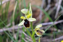 Ophrys araneola subsp. araneola Rchb.