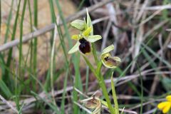 Ophrys araneola subsp. araneola Rchb.