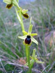 Ophrys araneola subsp. araneola Rchb.