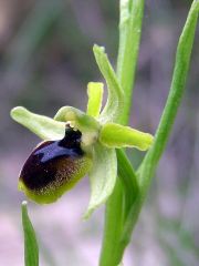 Ophrys araneola subsp. araneola Rchb.