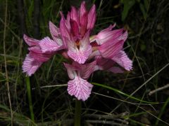 Anacamptis papilionacea (Poir.) R.M. Bateman, Pridgeon & M.W. Chase