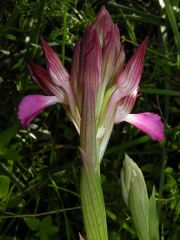 Anacamptis papilionacea (Poir.) R.M. Bateman, Pridgeon & M.W. Chase