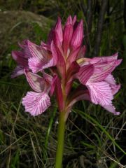 Anacamptis papilionacea (Poir.) R.M. Bateman, Pridgeon & M.W. Chase