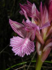 Anacamptis papilionacea (Poir.) R.M. Bateman, Pridgeon & M.W. Chase