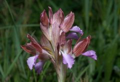 Anacamptis papilionacea (Poir.) R.M. Bateman, Pridgeon & M.W. Chase