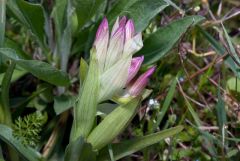 Anacamptis papilionacea (L.) R.M. Bateman, Pridgeon & M.W. Chase